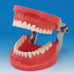 Sapien Pedo Typodont Teeth