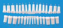 Typodont teeth for GDC Jaw Set