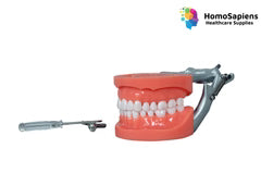 Typodont Jaw Set with Articulator