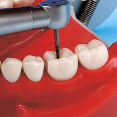Typodont teeth for GDC Jaw Set