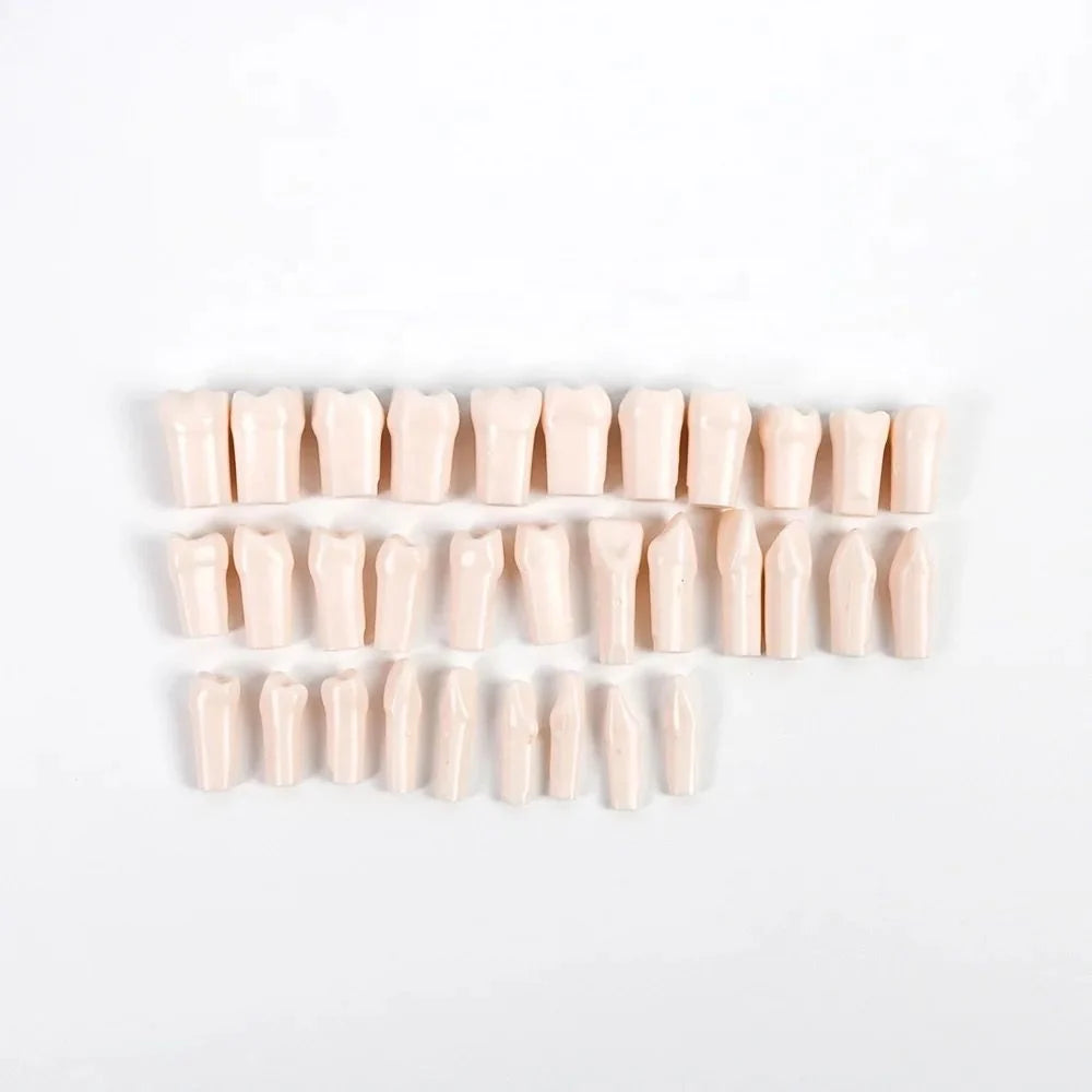 Typodont teeth for GDC Jaw Set