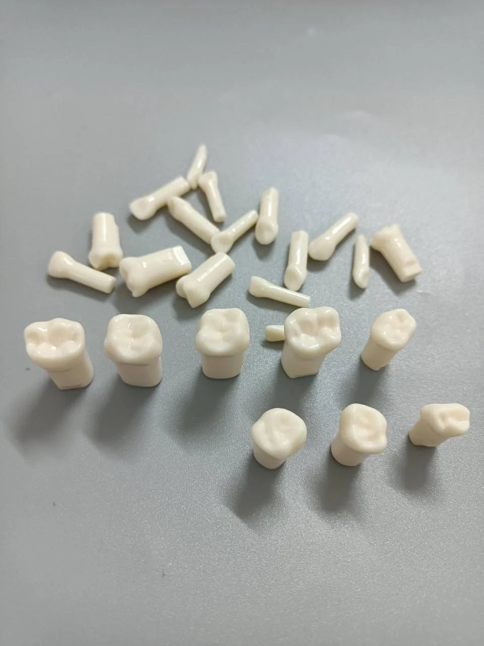 Sapien Pedo Typodont Teeth