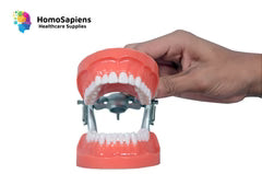 Typodont Jaw Set with Articulator