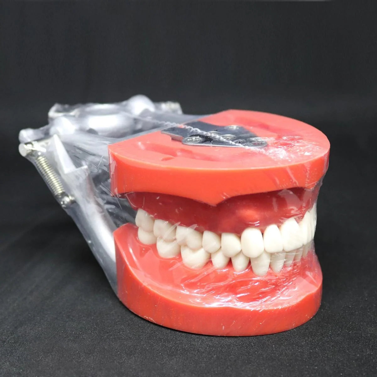 Typodont Jaw Set with Articulator