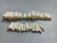Sapien Pedo Typodont Teeth