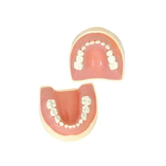 Sapien Pedo Typodont Teeth